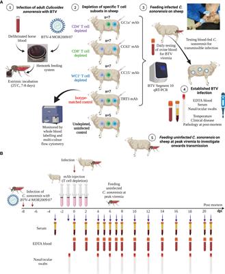 Specific T-cell subsets have a role in anti-viral immunity and pathogenesis but not viral dynamics or onwards vector transmission of an important livestock arbovirus
